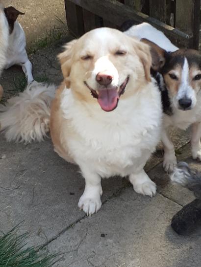 Canine Allsorts Dog Rescue