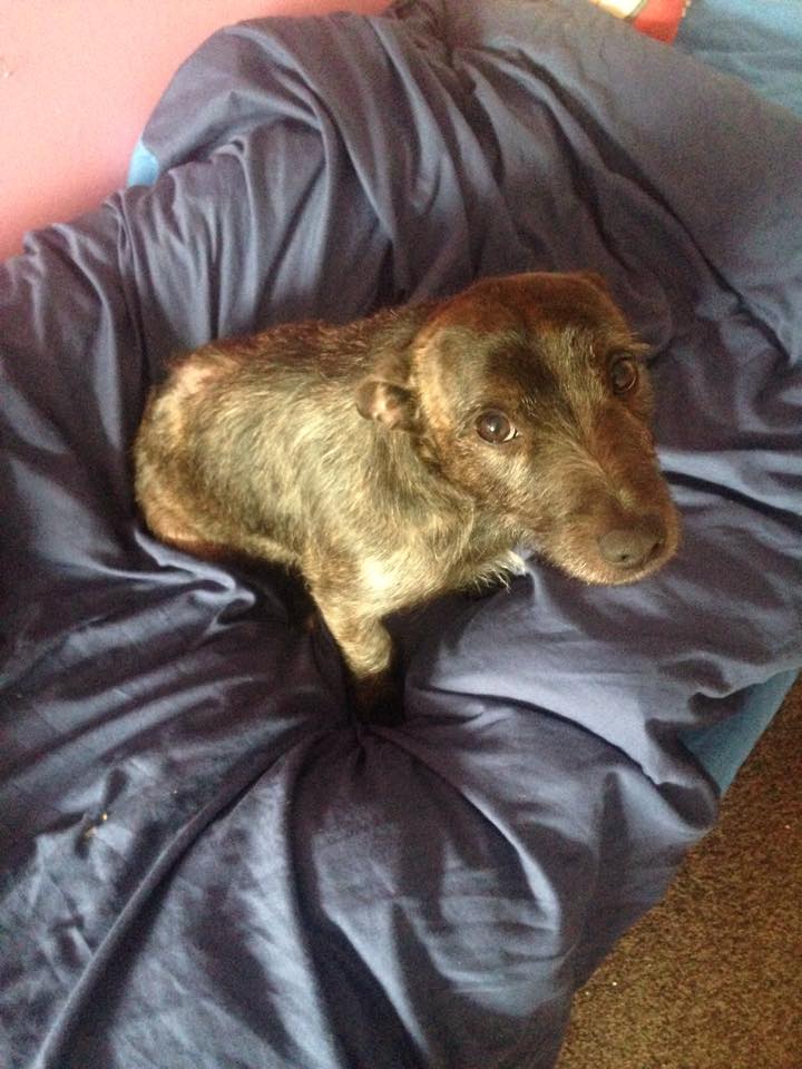 Canine Allsorts Dog Rescue